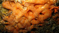 091 Didemne coriace (Didemnum coriaceum)